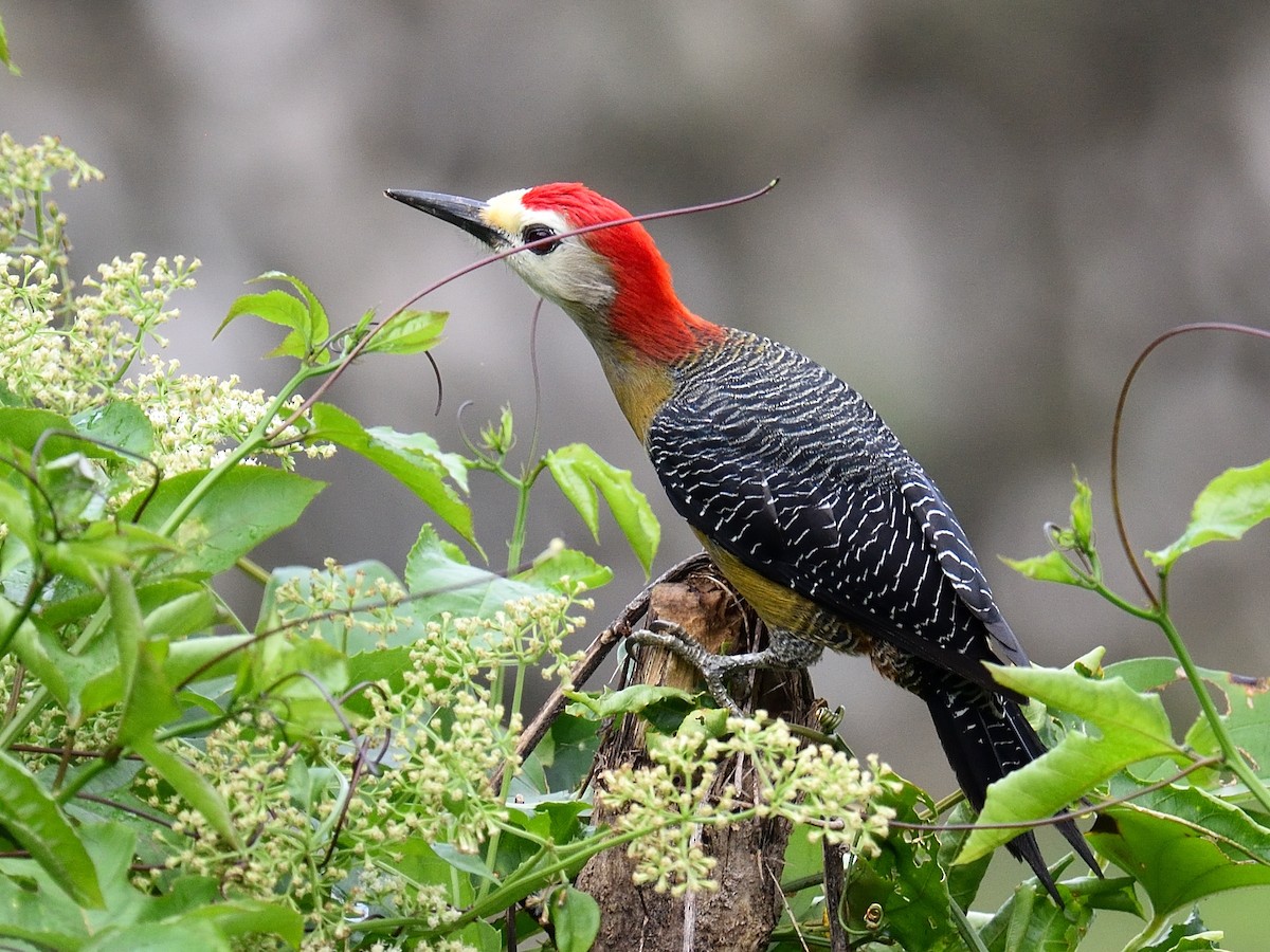 Jamaican Woodpecker - ML83749901