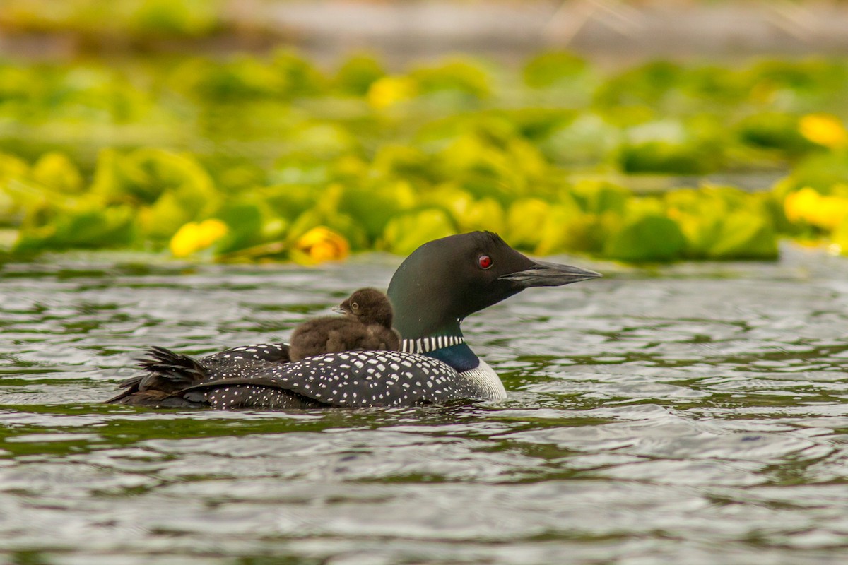 Common Loon - Kyle Blaney