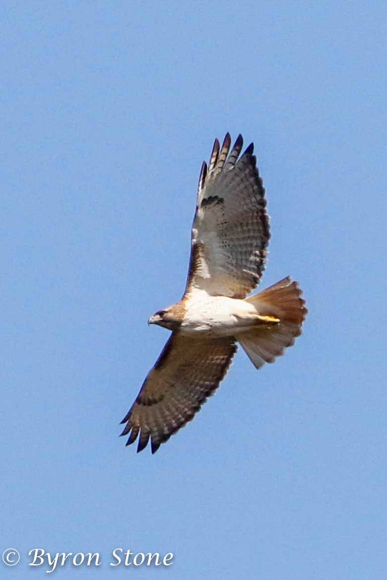 Red-tailed Hawk (fuertesi) - Byron Stone