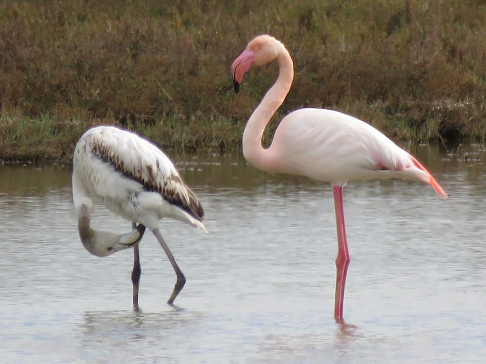 Greater Flamingo - ML83751841