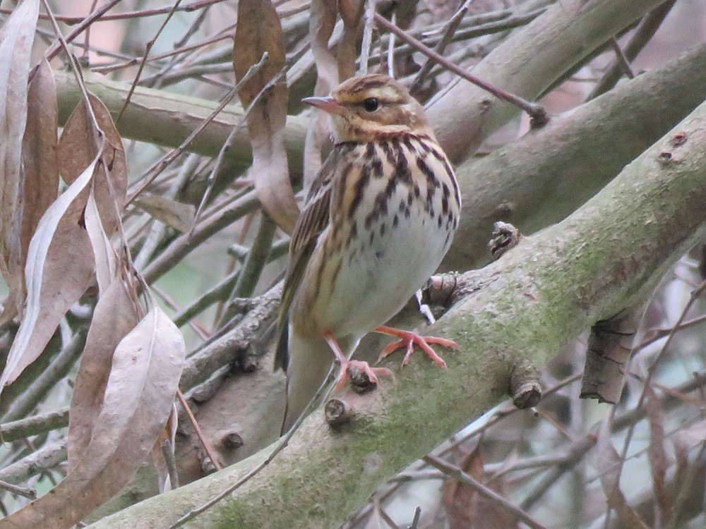 Olive-backed Pipit - ML83752141