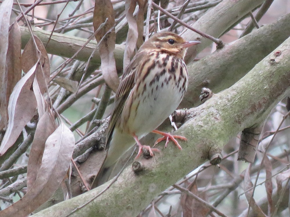 Olive-backed Pipit - ML83752191