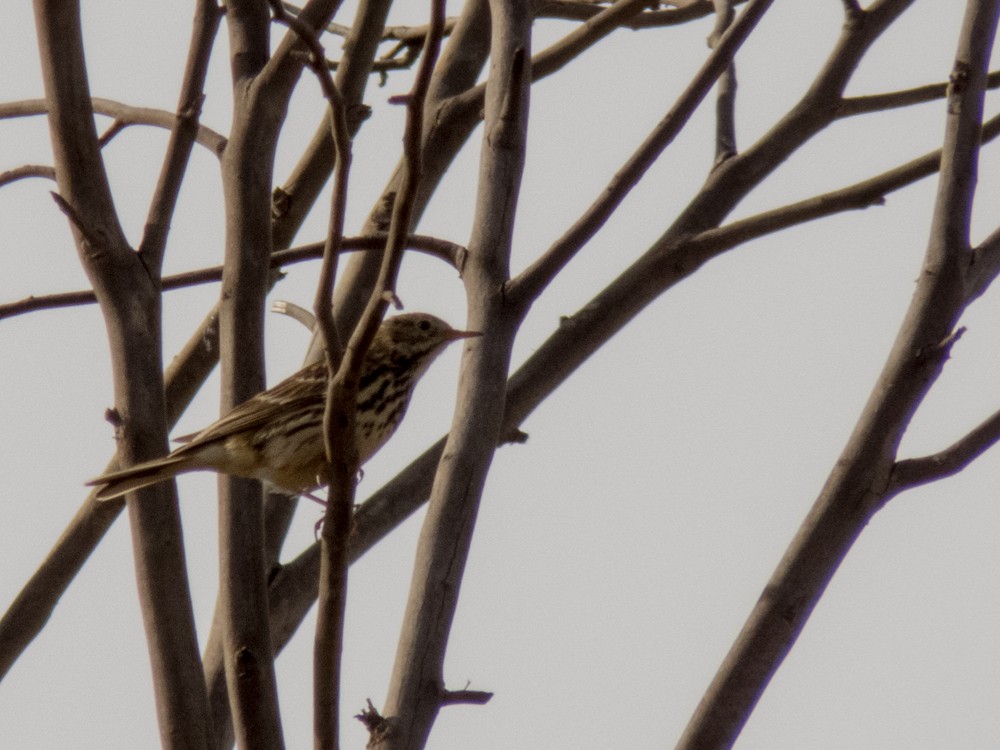 Meadow Pipit - ML83752211