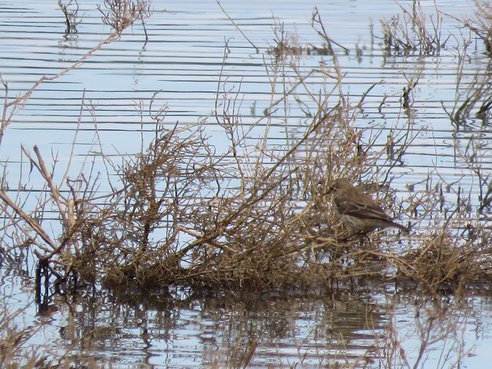 Water Pipit - ML83752251
