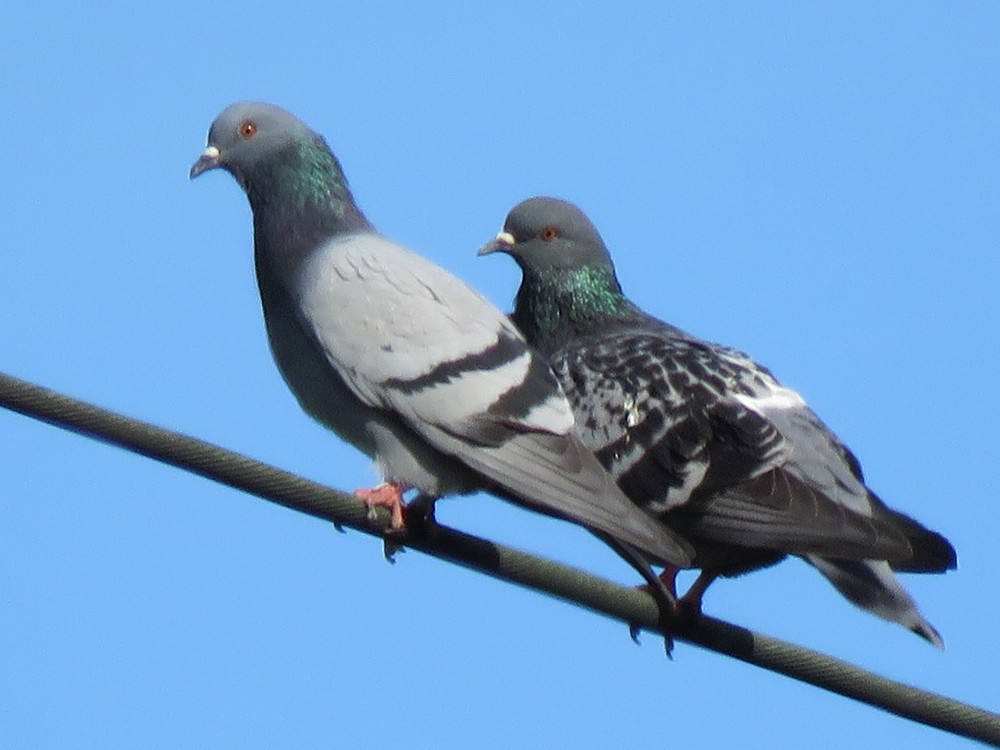 Rock Pigeon (Feral Pigeon) - ML83752441