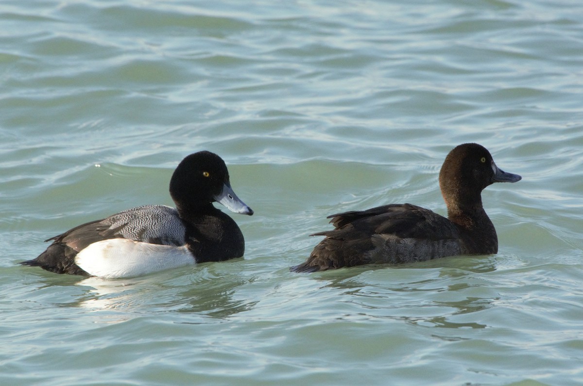 Greater Scaup - ML83753491