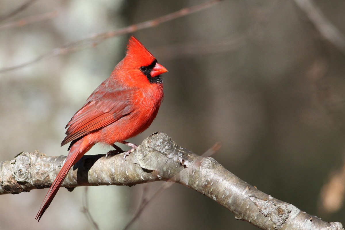 Northern Cardinal - Andy Eckerson