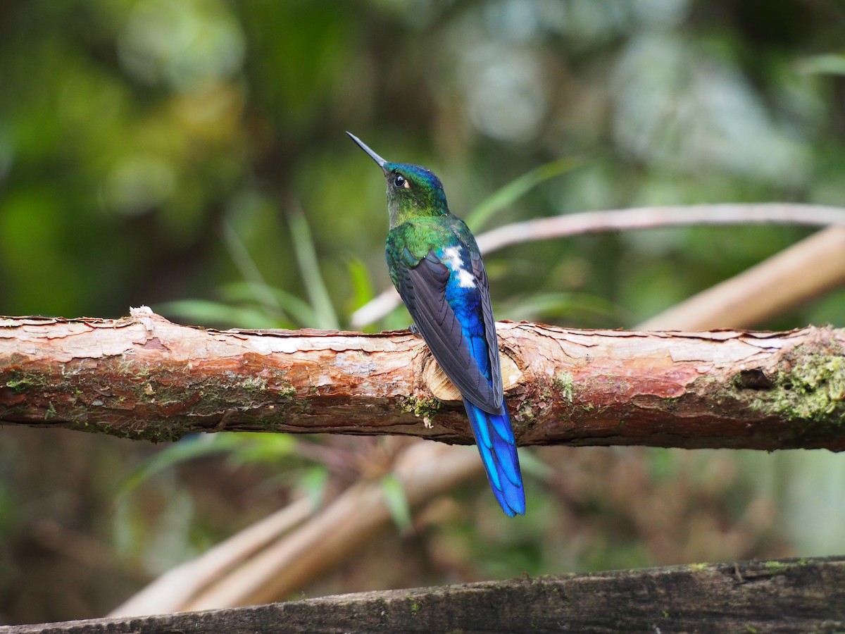 Violet-tailed Sylph - ML83757851