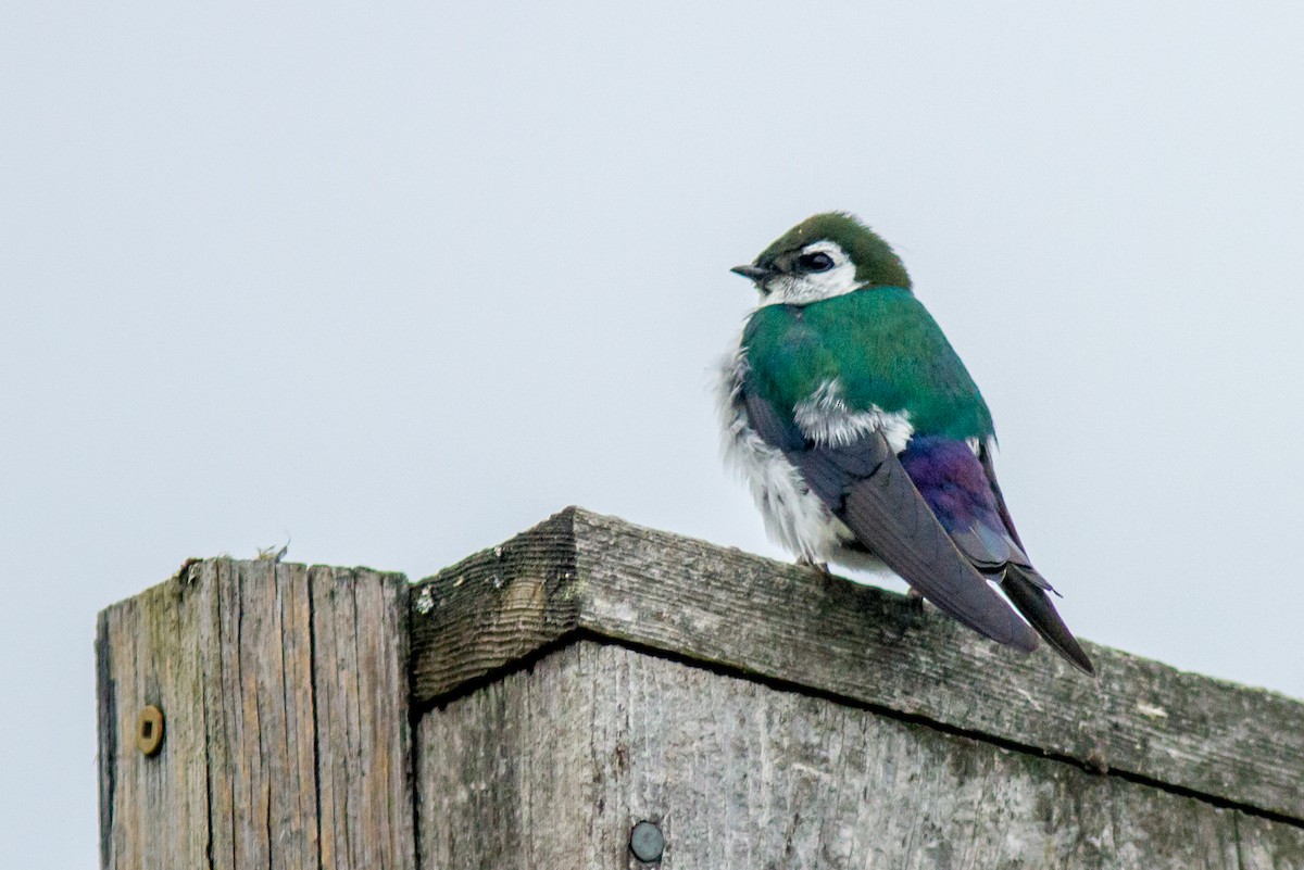 Violet-green Swallow - ML83760261