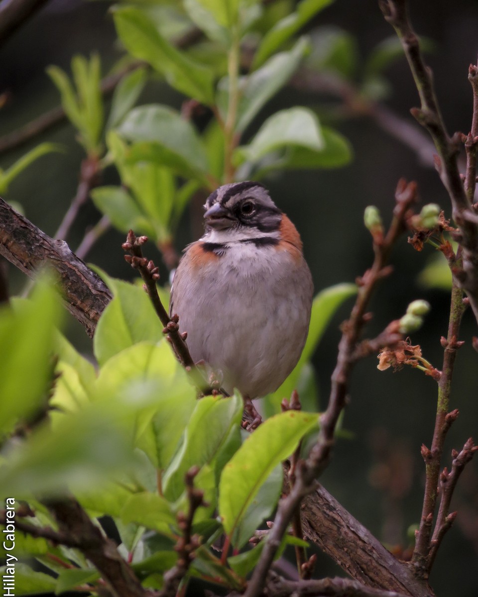 Rufous-collared Sparrow - Hillary Cabrera
