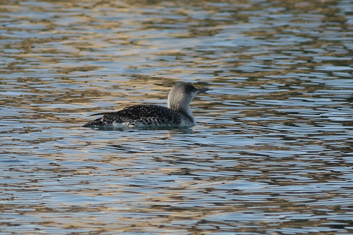 Red-throated Loon - ML83764801
