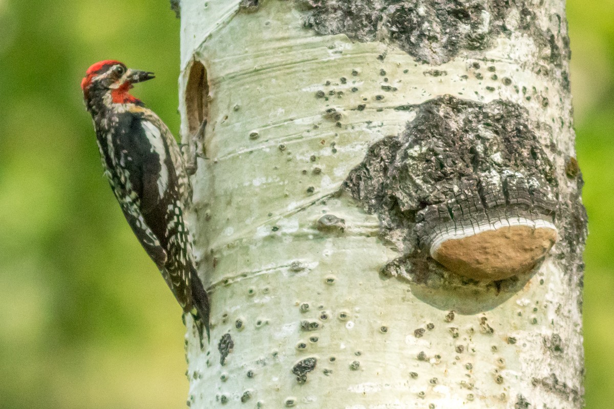 Red-naped Sapsucker - Kyle Blaney