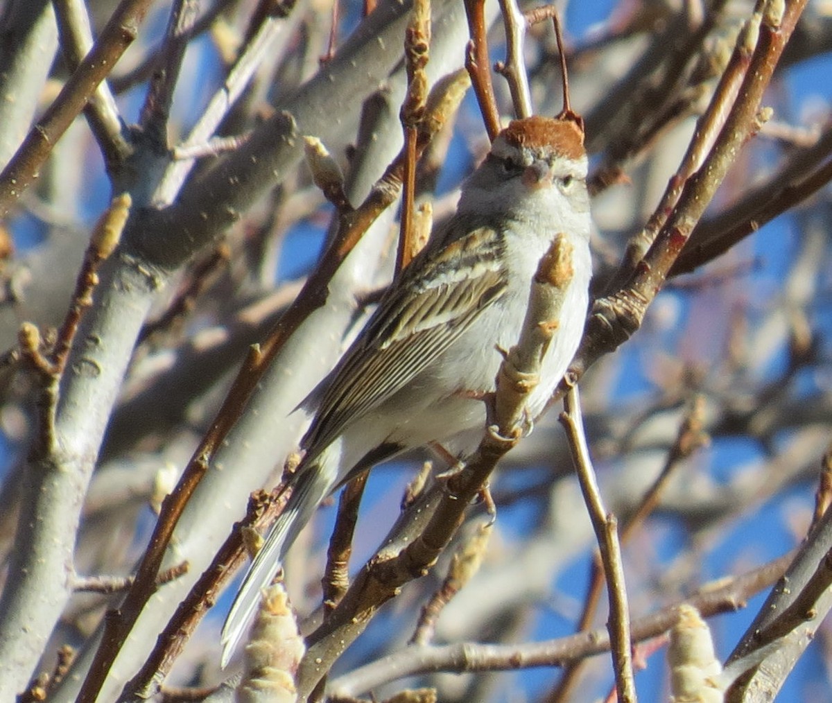 Chipping Sparrow - ML83770271