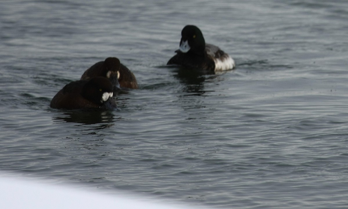Greater Scaup - ML83770951