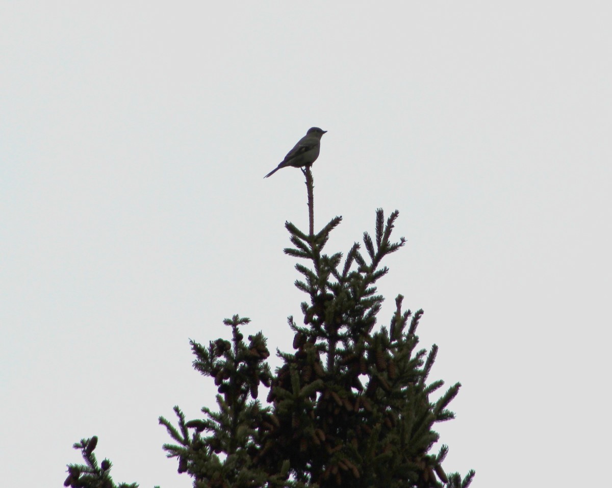 Townsend's Solitaire - ML83771411