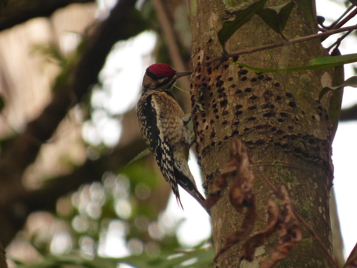 Yellow-bellied Sapsucker - Axel Chiquin
