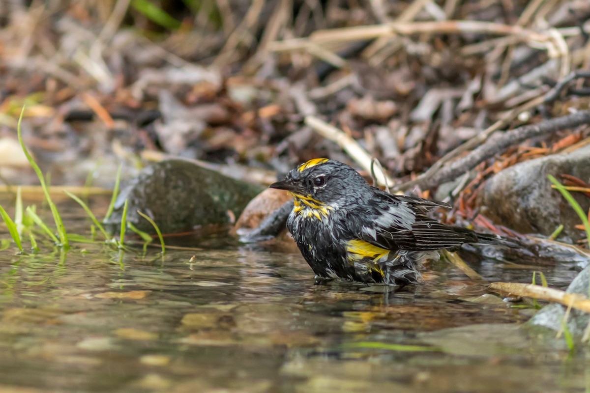 Yellow-rumped Warbler (Audubon's) - ML83773181