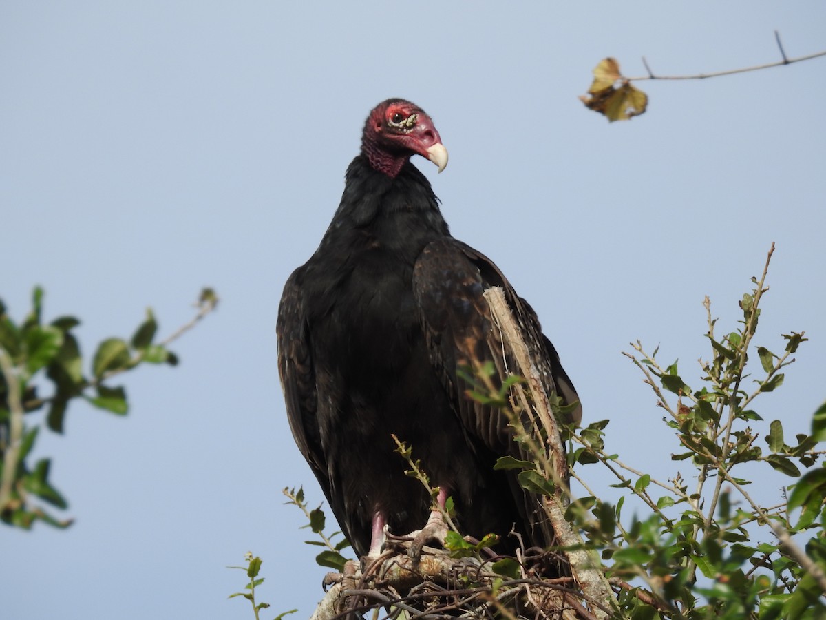 Turkey Vulture - Luis Gonzalez