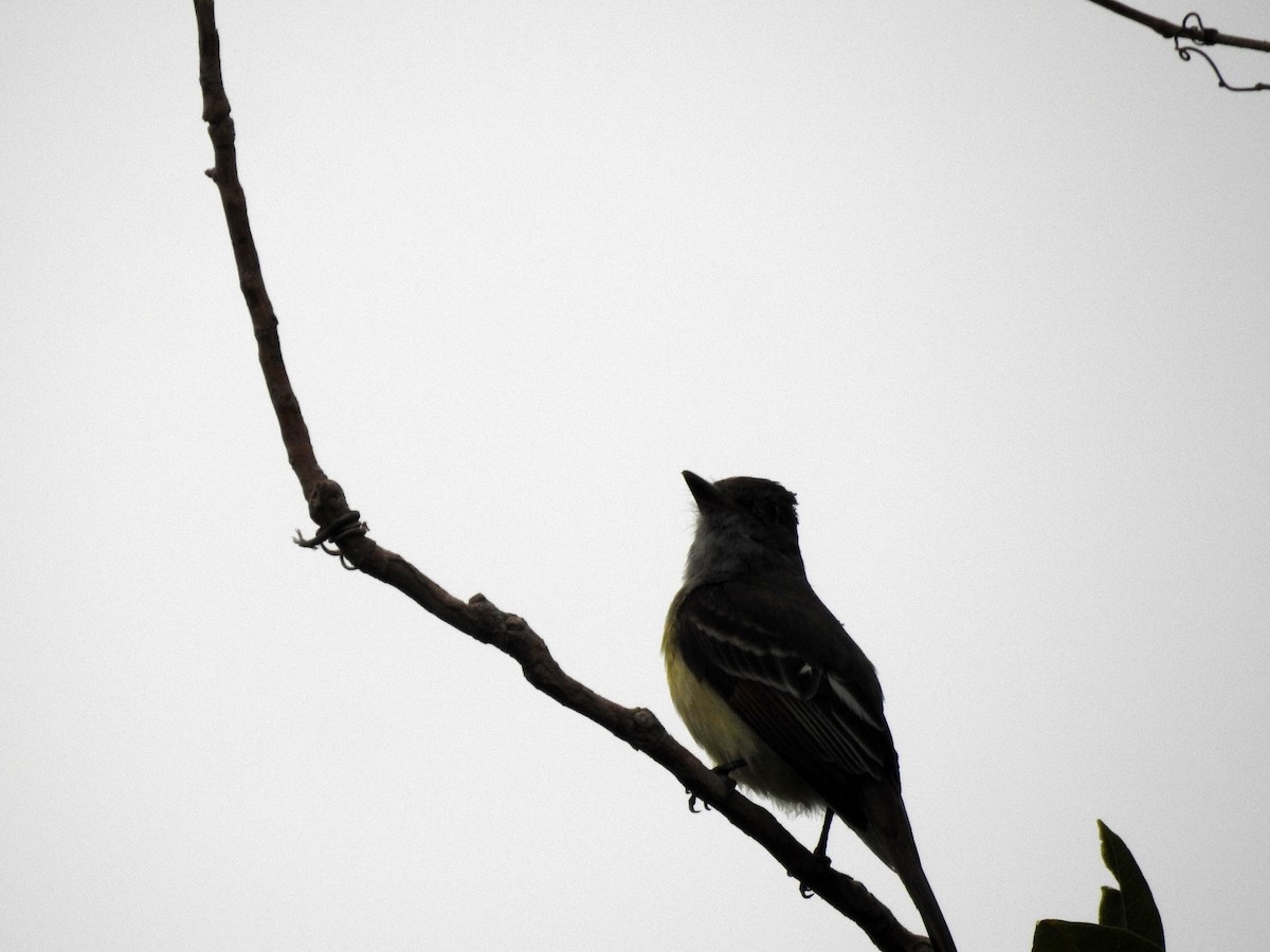 Great Crested Flycatcher - ML83774921