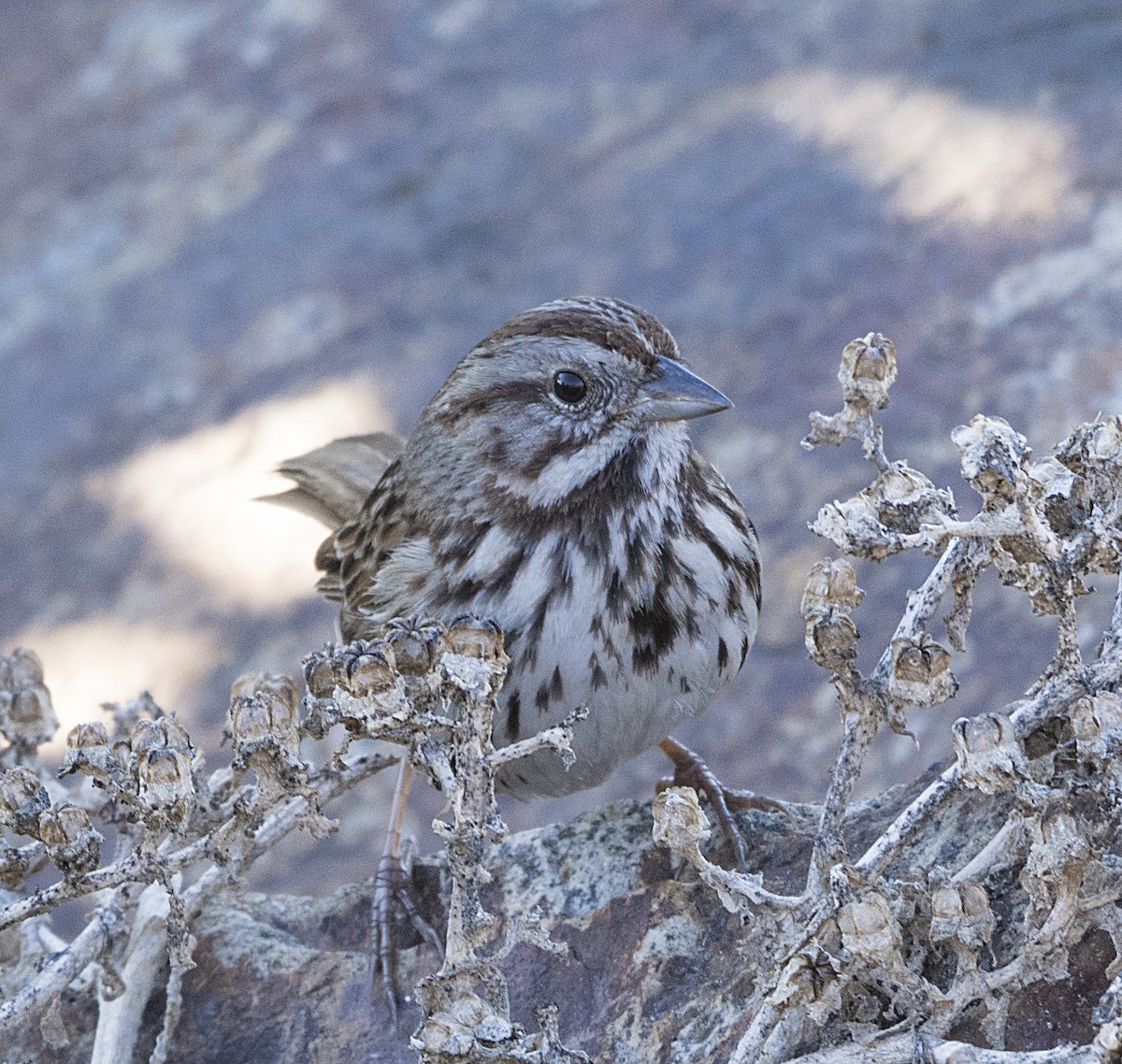 Song Sparrow - Terry  Hurst