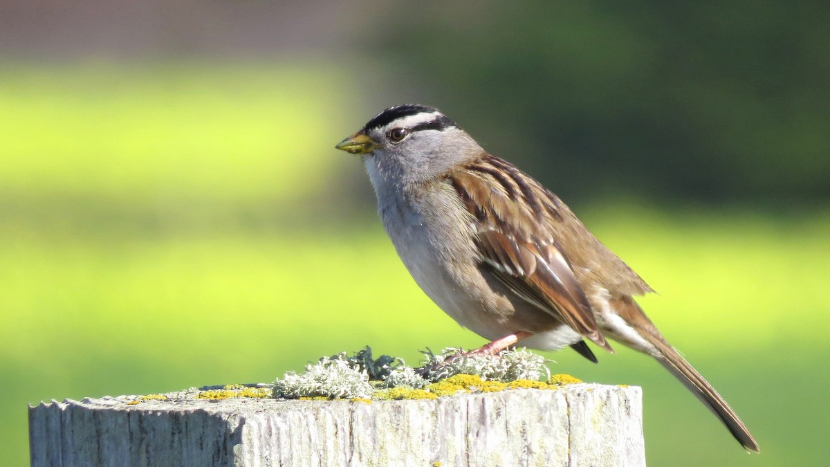 White-crowned Sparrow - ML83776431