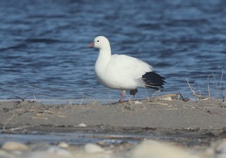 Ross's Goose, ML83778551