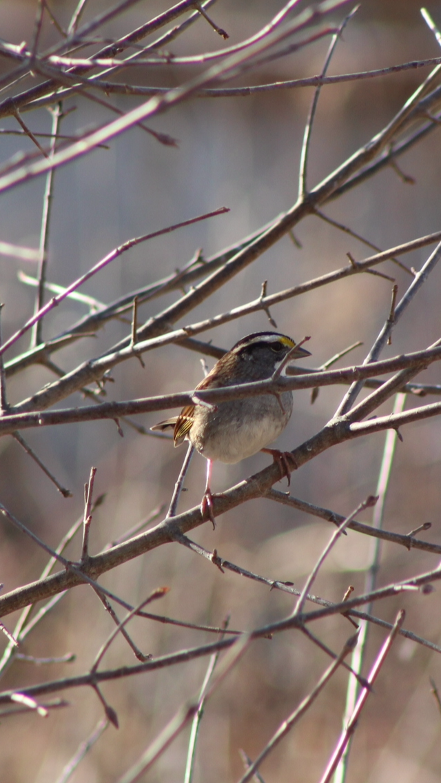 White-throated Sparrow - ML83781001