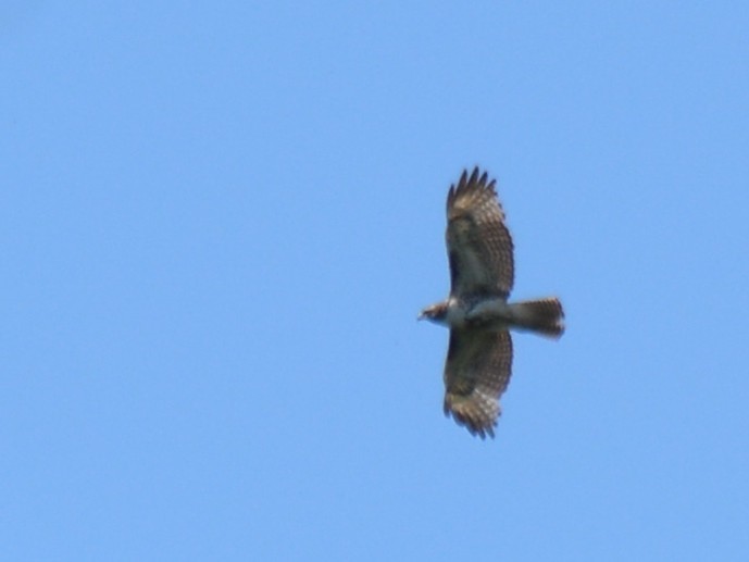 Red-tailed Hawk - ML83781141
