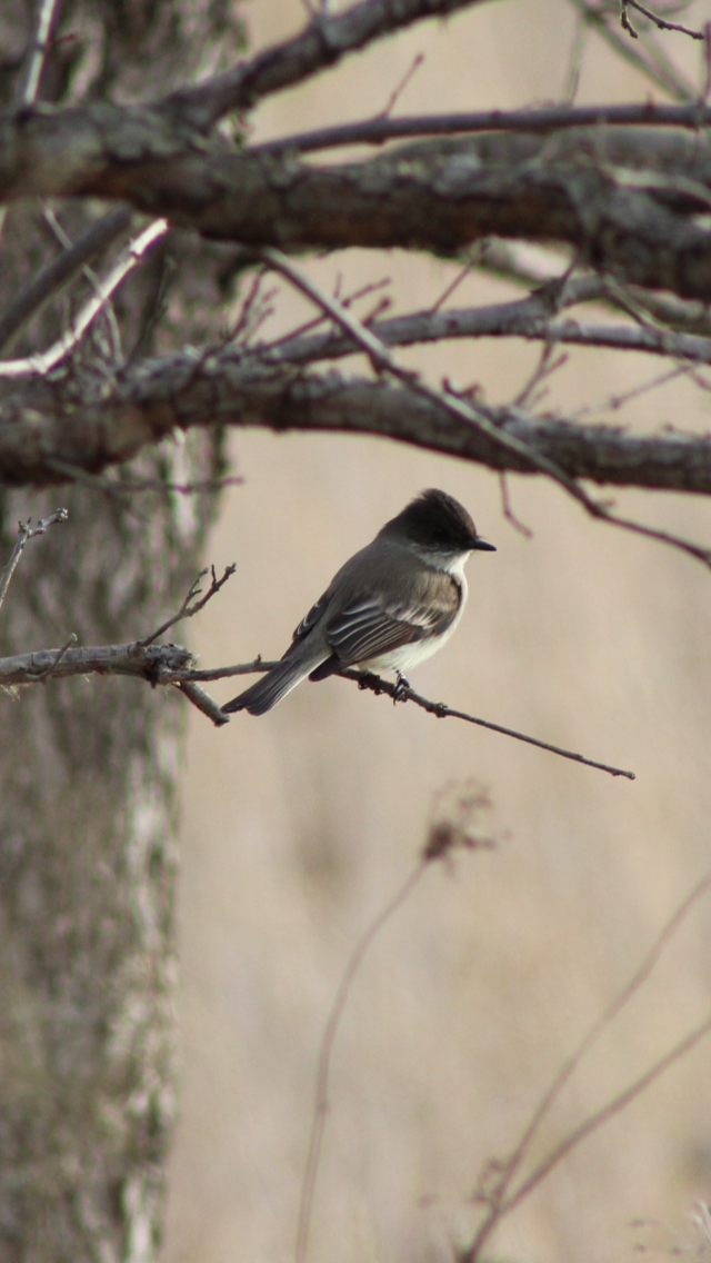 Eastern Phoebe - Caine Kelso