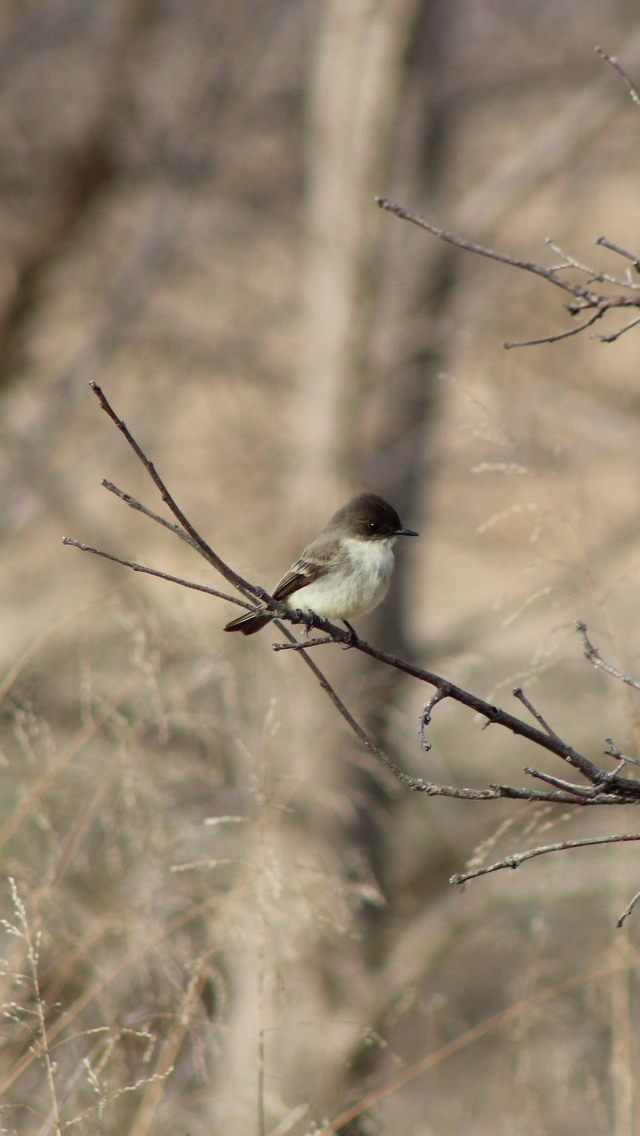 Eastern Phoebe - Caine Kelso