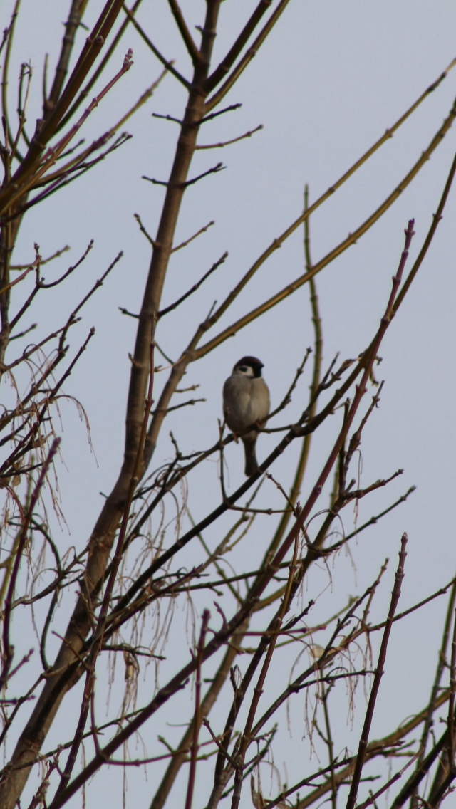 Eurasian Tree Sparrow - ML83782971