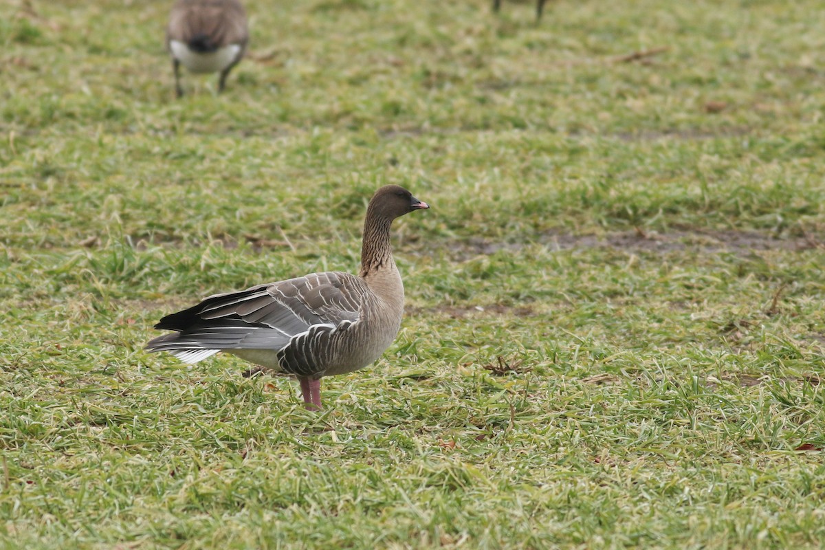 Pink-footed Goose - ML83787021