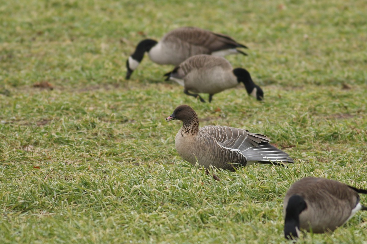 Pink-footed Goose - ML83787061