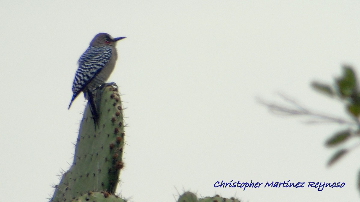 Gray-breasted Woodpecker - Christopher Martinez Reynoso