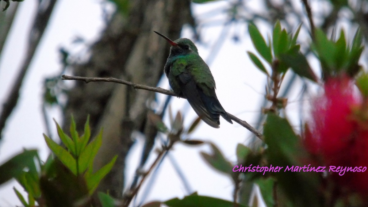 Broad-billed Hummingbird - Christopher Martinez Reynoso