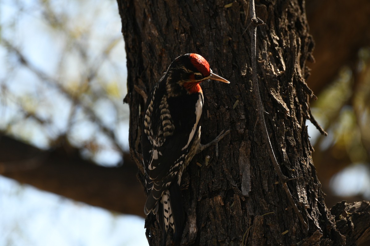Red-naped x Red-breasted Sapsucker (hybrid) - ML83792251