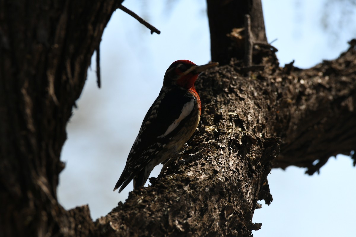 Red-naped x Red-breasted Sapsucker (hybrid) - ML83792261