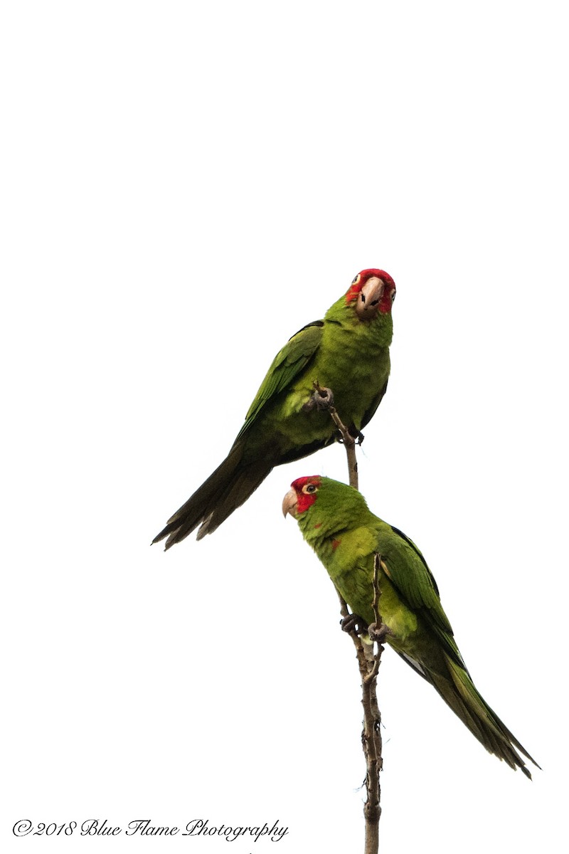 Red-masked Parakeet - Rodolfo Quinio
