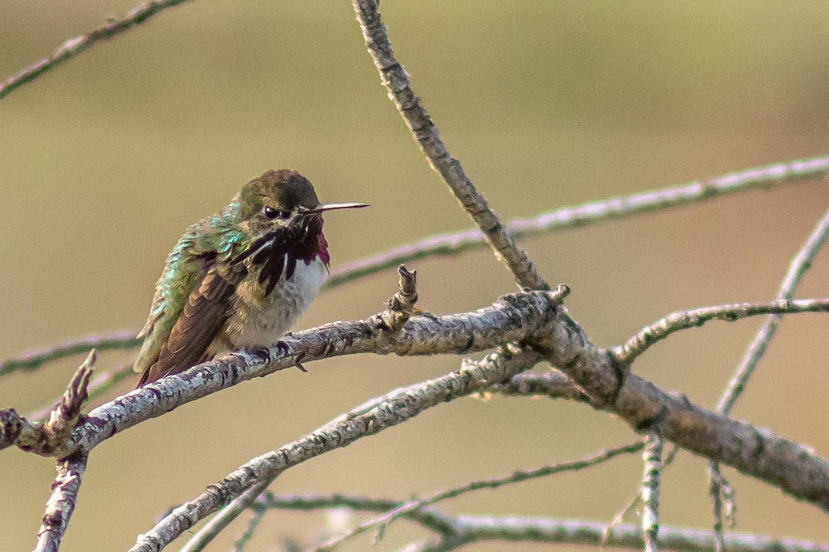 Calliope Hummingbird - Kyle Blaney