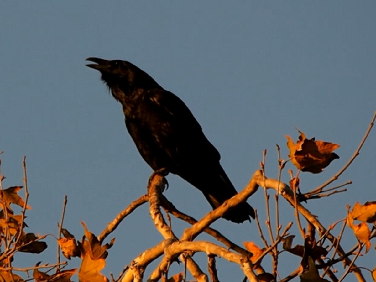 Common Raven - Merryl Edelstein