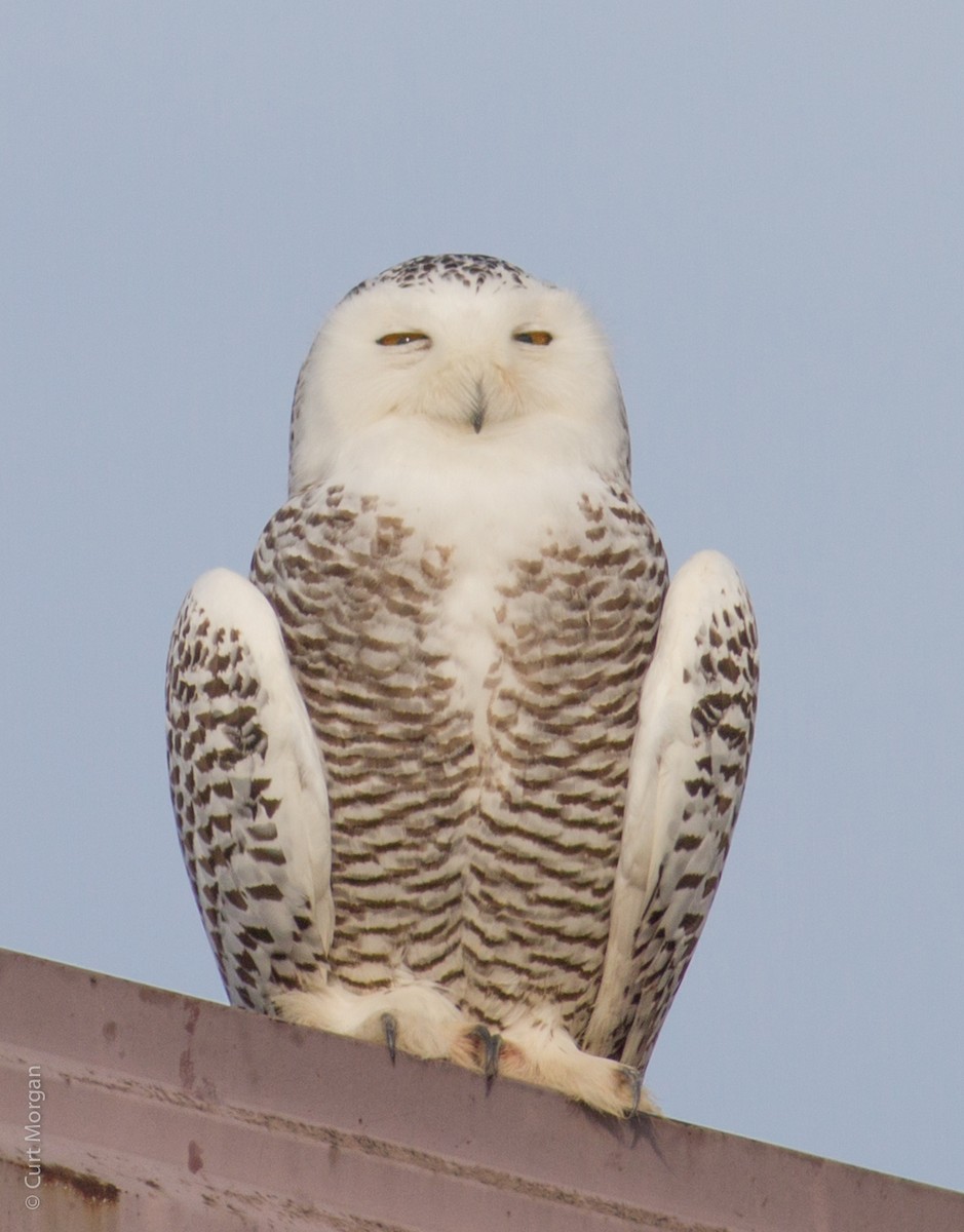 Snowy Owl - ML83801501