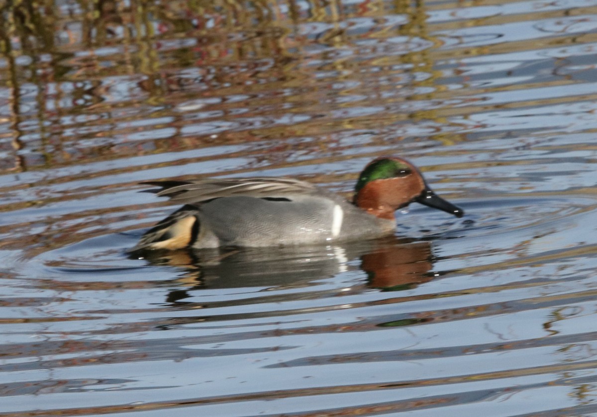 Green-winged Teal - ML83802581
