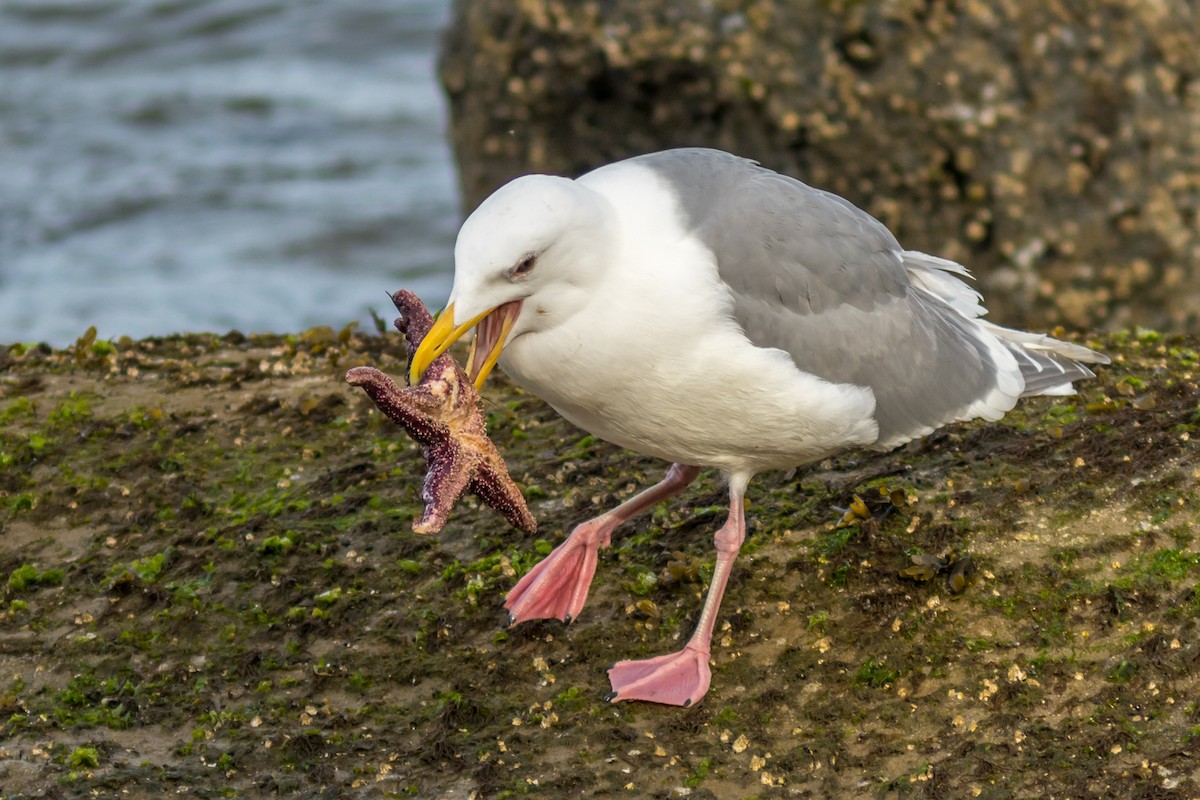 Glaucous-winged Gull - Kyle Blaney