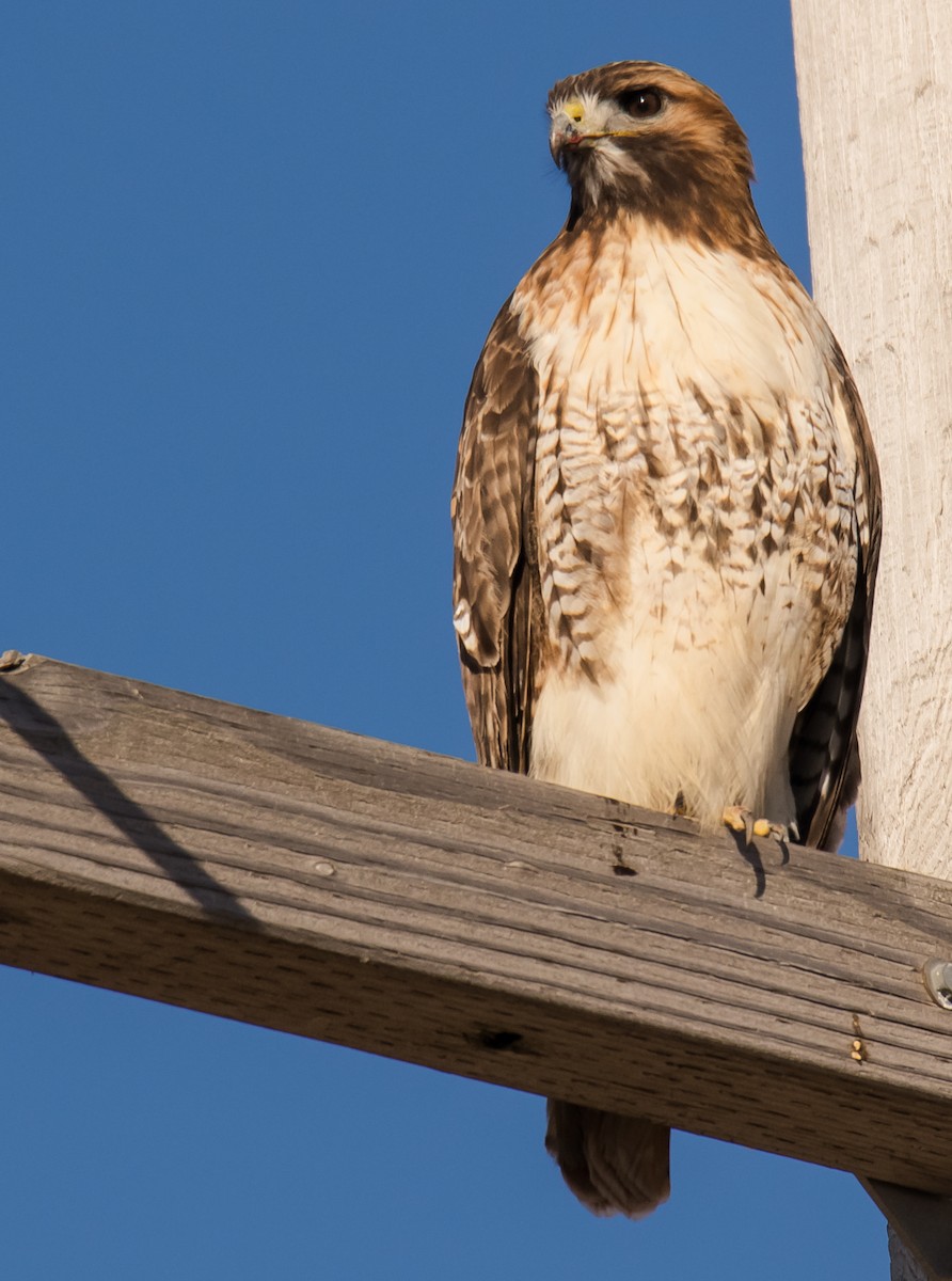 Red-tailed Hawk - ML83803411
