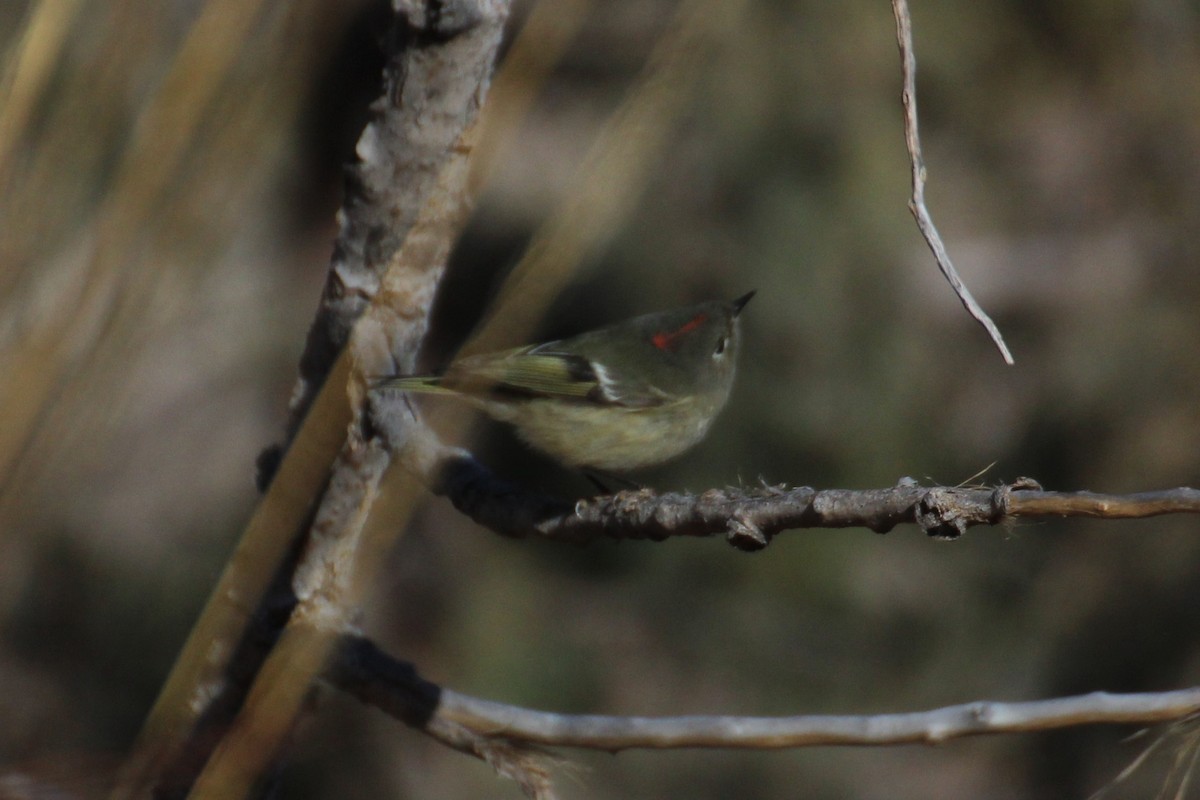 Ruby-crowned Kinglet - Kathy Mihm Dunning