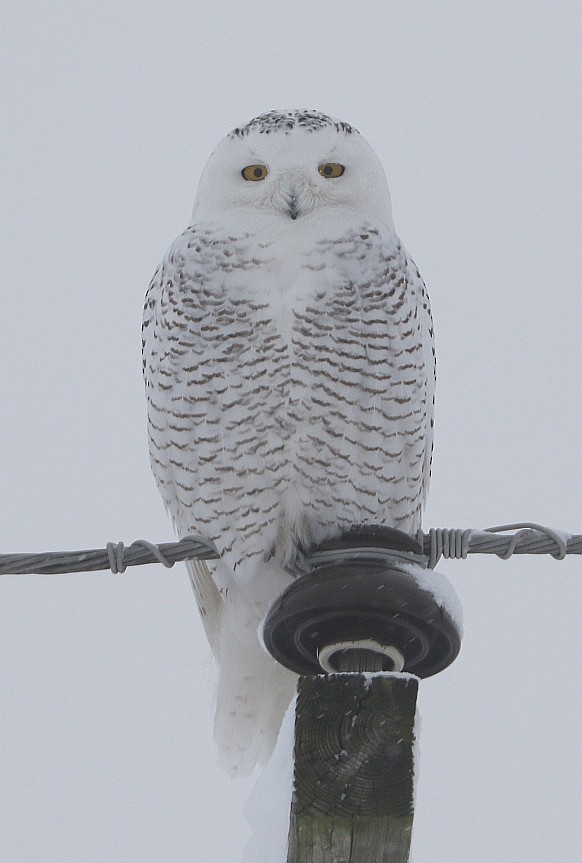 Snowy Owl - Rick Brigham
