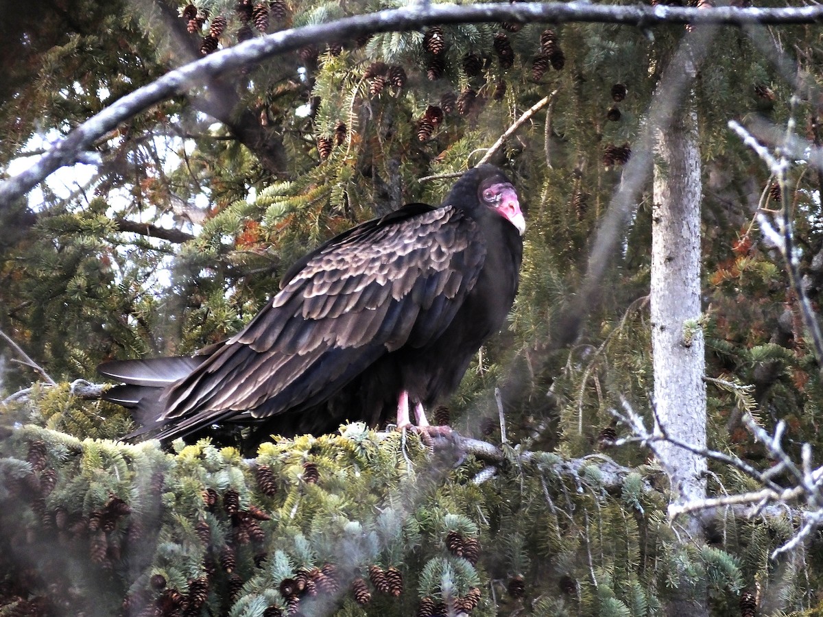 Turkey Vulture - Mourad Jabra