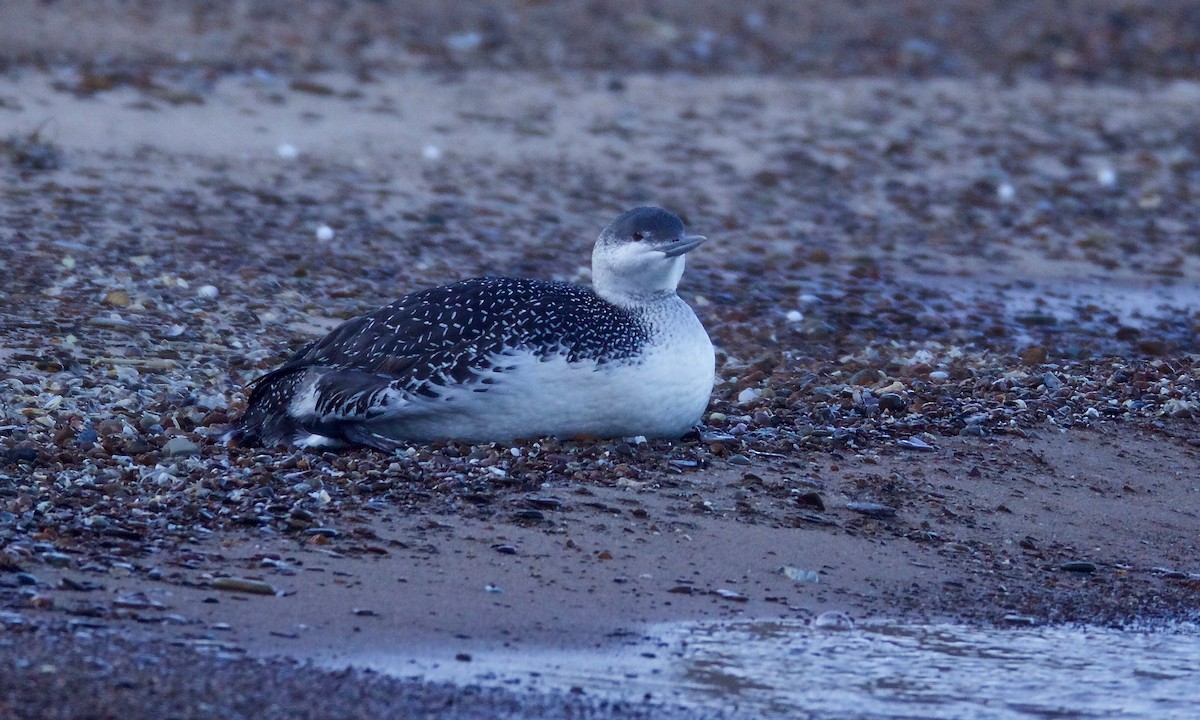 Red-throated Loon - Evan Speck