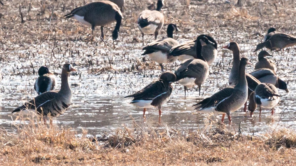 Greater White-fronted Goose - ML83806451