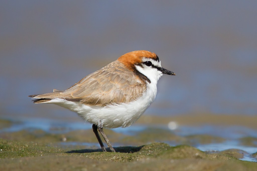 Red-capped Plover - ML83806541